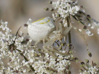 Araignée Crabe 