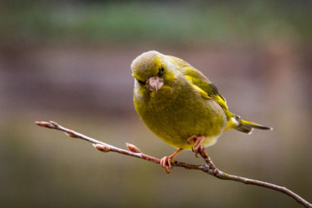 DEV LR HD-040318-OISEAUX JARDINS-7649