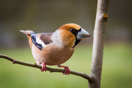 DEV LR HD-040318-OISEAUX JARDINS-7721