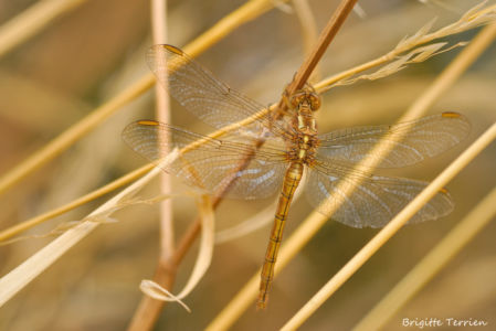 Orthétrum Bleuissant Femelle Immature 2009