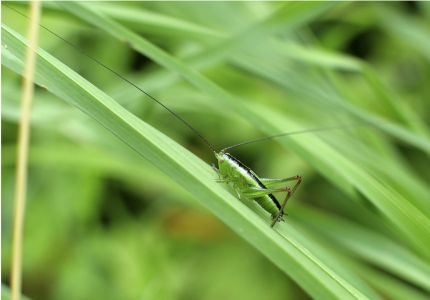 Sauterelle Conocephalus Dorsalis