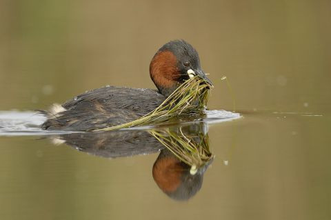 Conférence photographie animalière à Trignac(44)