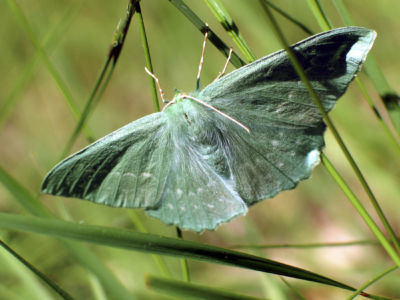 PHALENE Gecmetra Papillonaria 3